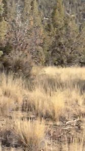 421K views · 33K reactions | We drove over to Spring valley and on...