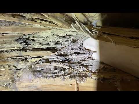 RARE Discovery - You Can Actually Hear Termites Eating Wood!