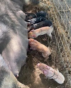 We just had our first baby Idaho Pasture pigs born! 🐷 #idahopasturepigs | Cedar Hill Farm