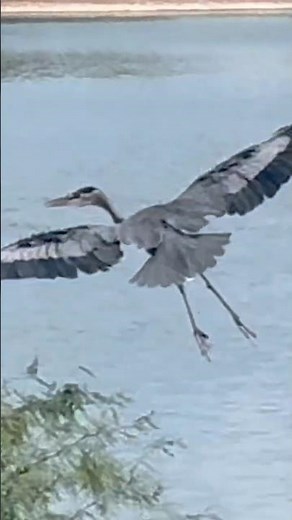 Blue Heron Takes Flight Over Water 🕊️💦 | Wildlife in Motion #birds