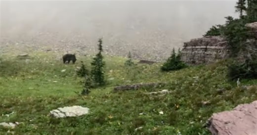 Large Group Of Hikers Encounter Grizzly At Glacier National Park