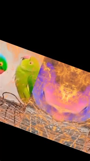 تزاوج accouplement perruche. collier #accouplement #perruche #medlilya #calopsitte #calopsitte #100k