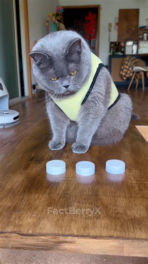 Lucky Cat Wins Every Time! 😹