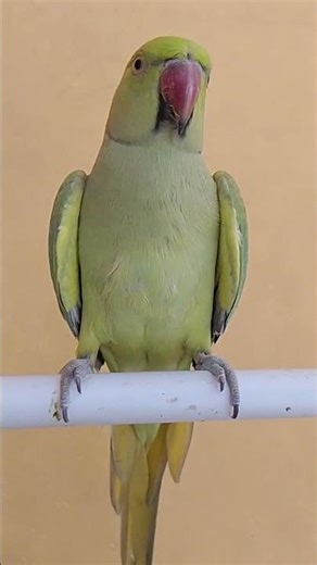 parrot sound 🦜😍6/2 #parrot #talkingparot #funnyanimal #nonstoptalkingparrot #birds #mithukibatain