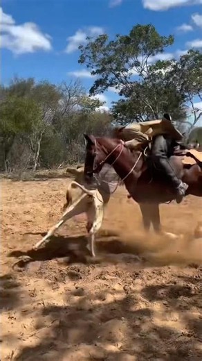 ALAZÃO DA FRENTE FECHADA,ESSE NÃO NEGA FOGO,PEGOU O GARROTE LOGO NA SAÍDA #pegadeboinomato #cavalo