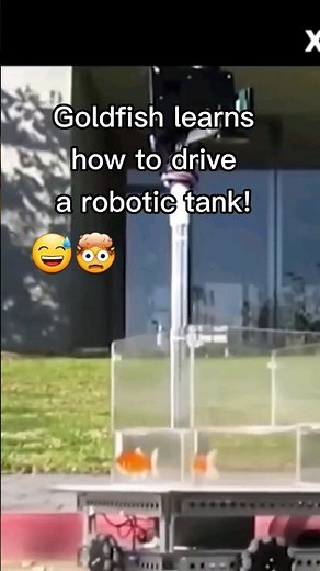 😳Goldfish Learns How to Drive Robotic Tank!🤯
