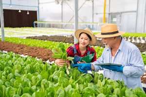 Overview of Lady Bird Deeds in Michigan