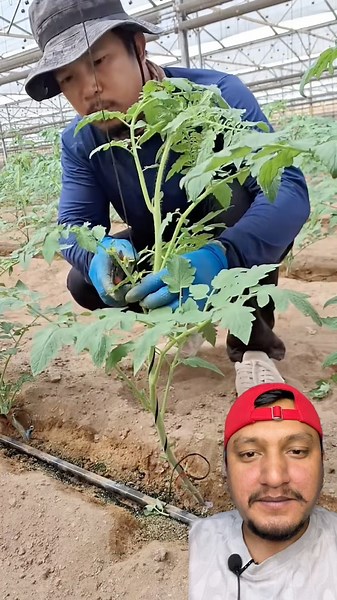 This Farming Trick Can Double Your Crop Yield – Simple Tip Explained #sorts