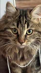 Мару❤️ нашла бусы в шкафу😂, я показала ей как из носить, но она носит их по своему, в зубах😂 #cat