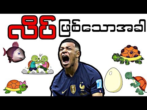 သင် လိပ်ဖြစ်သွားသောအခါ - Life as a Turtle