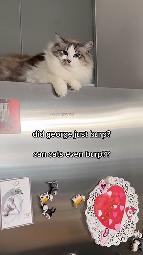 Caught a strange moment from George… any more experienced cat parents able to tell me what’s going on? If he were a human I would think it was a burp, but can cats even burp? #catsofinstagram #ragdollcat #catlife | Sir George