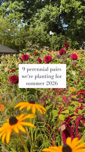 Perennials pairs we love (and grow) and think you should too. Fill your borders with an abundance of rich and romantic colour that lasts throughout summer until the first frosts. Shop now: https://www.sarahraven.com/plants/perennials | Sarah Raven