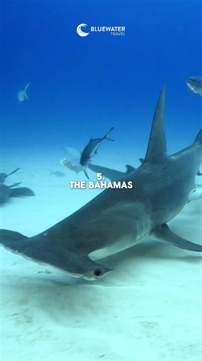 🐋 Our top 10 liveaboard destinations for beginner scuba divers! Are you a new diver who's caught the scuba diving bug and is itching to plan your very first proper dive holiday? Then liveaboards are a great option for getting the most out of a destination and exploring sites that are hard to reach by day trip from a dive resort. It is also a great opportunity to get more dives in and improve your overall diving skills. Yet a liveaboard holiday with multiple dives a day might seem intimidating w