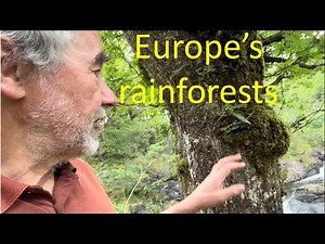 Temperate rainforests