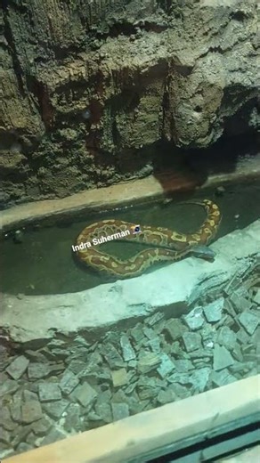 BLOOD PYTHON 🐍 #shorts