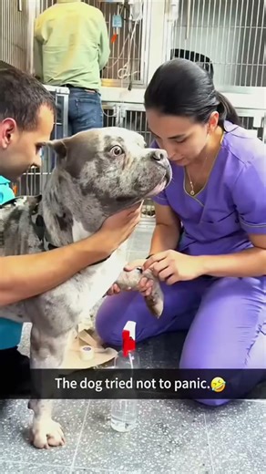 Dog tries to jump into the car and misses — oops 🐶🚗 #DogCarFail #FunnyDogs #Shorts #Trending #Viral