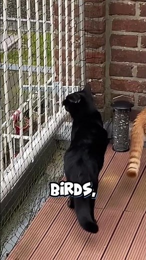 🐱 Safe & Happy Balcony Life with Cat Nets 🏡✨