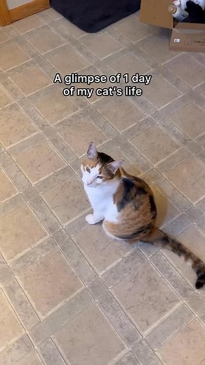 Biskit had a full day!! | Biskit The Calico