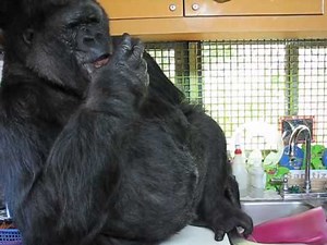 Koko the Gorilla Coughs