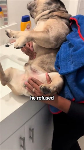 The Genius Sink Attachment That Fixed Dog Bath Struggles 🐕