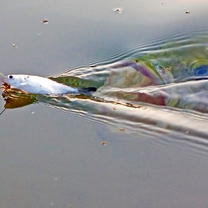 3M views · 10K reactions | Monster Bass Chase Shad!  | The Fish Whisperer | Facebook