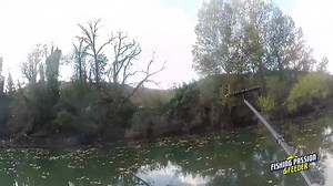 Cavedani Feeder Fishing con tutorial e catture 😍😍😍 Asso Fishing Line OLYMPUS SRL @fan più attivi | Fishing Passion & Feeder