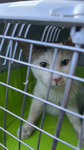 فيديوهات أنشأها نامي الدوسري (@namidosri) باستخدام Beanie Waltz - Seb Wery