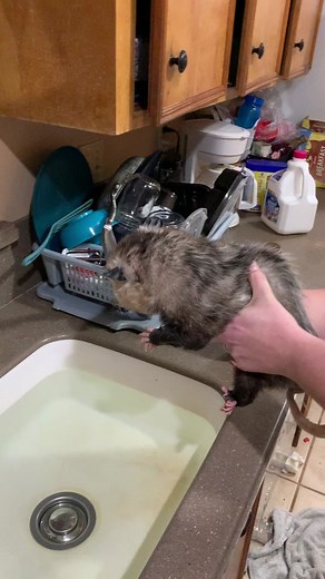 Adorable Possum Bath Time with White Undercoat | Cute Animal Videos
