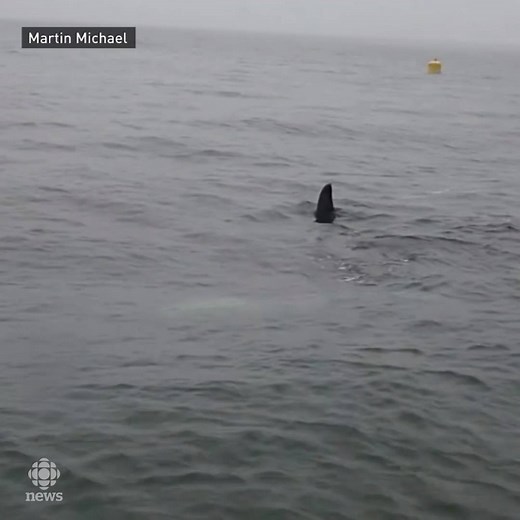 A beach-goer near Sechelt, B.C. captured a rare sight on video: killer whales rubbing their bodies along a pebbly shoreline. According to the Vancouver Aquarium, the behaviour is unique to northern resident killer whales. Read more at www.cbc.ca/1.4508201 | CBC Vancouver