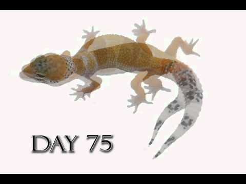 Leopard Gecko Growth Video (Time Lapse) Morph Cremesicle