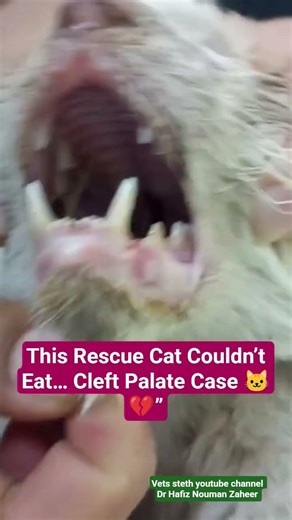 This Rescue Cat Couldn’t Eat… Cleft Palate Case 🐱💔#cat
