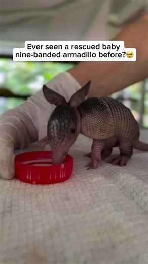 319K views · 16K reactions | Bibú is a baby nine-banded armadillo who...