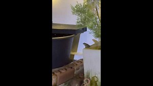 Toad’s persistent pot-to-pot climb ends in success in Samutsakorn, Thailand