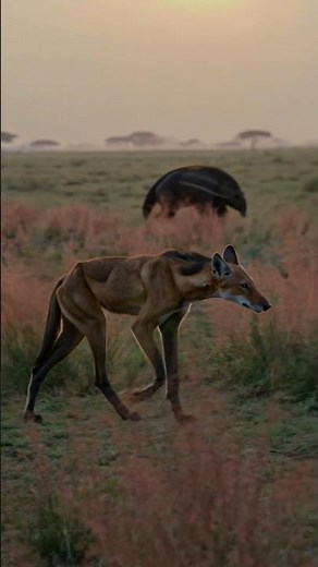 The Golden Stilt-Walker: Maned Wolf Biomechanics