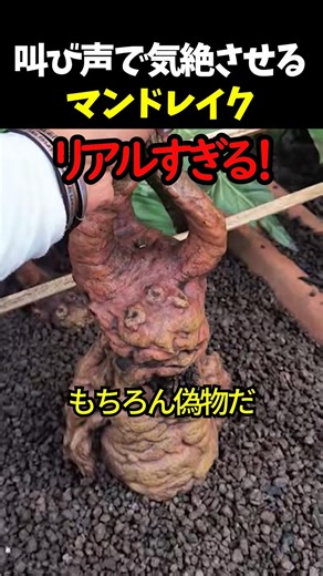 叫び声で気絶させるマンドレイク