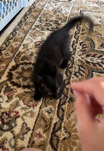 Happy Monday from Pixie🐈‍⬛🧶#pixietheblackcat #blackkitten #fyp #kittenplay #play #zoomies #monday #kitten