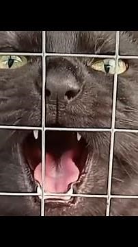 Angry black cat hissing compilation #10