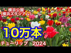 横浜公園（横浜スタジアム） 10万本の チューリップ🌷