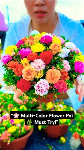 🌸 Beautiful Multi-Color Moss Rose Pot | Stunning Flower Decoration Idea 🌿 | #shorts #ourplants