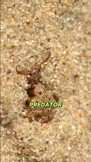 Antlions Traps and Hunting Skills 😱😬
