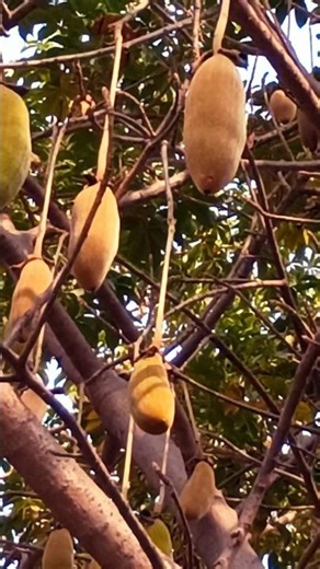 African Baobab tree with large ripe fruits #trending #motivation #shorts