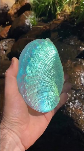 13K views · 483 reactions | This aural glass abalone shell from @jeremysinkus is so beautiful  #angelicguidance #iridescent #rainbowlover #goblincore #mermaidsarereal | Goddess Provisions | Facebook