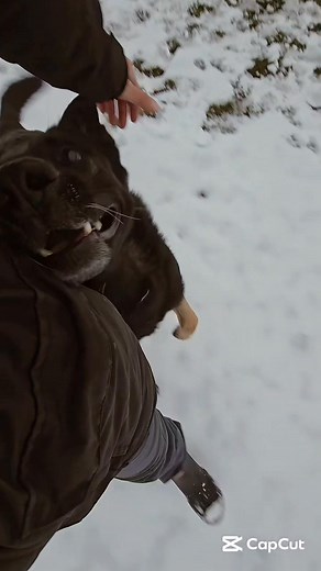 🖤🖤🖤 | MY DOG BLOG