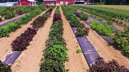 Amaranth - Innovation showcase - v3 (1)