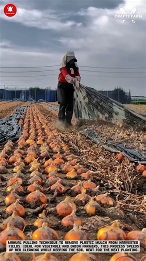 Mulch Plastic Removal: Fast Field Clearing Technique #smartfarming #gardeningtips