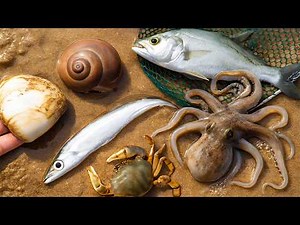 Coastal Foraging Big Snails, Crabs and Seaweeds