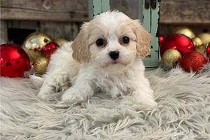 Farrah - Cavachon Puppy FE59DD
