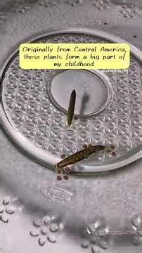 Exciting Biology | Ruiella tuberosa exploding seed pods |