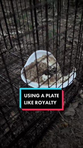 Humane Stray Dog Trap Rescue in Texas Country Farm Life