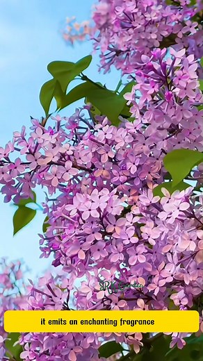 Spectacular Purple Lilac – Elegant Blooms & Heavenly Fragrance! | Dodo Garden
